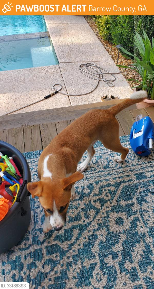 Found/Stray Male Dog last seen Mulberry Rd, Barrow County, GA 30680