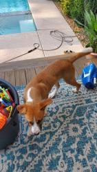 Found/Stray Male Dog last seen Mulberry Rd, Barrow County, GA 30680
