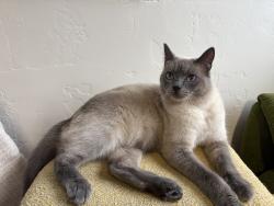 Reunited Male Cat last seen alliance and foster, Arcata, CA 95521