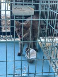 Found/Stray Female Cat last seen Wurzbach, San Antonio, TX 78229