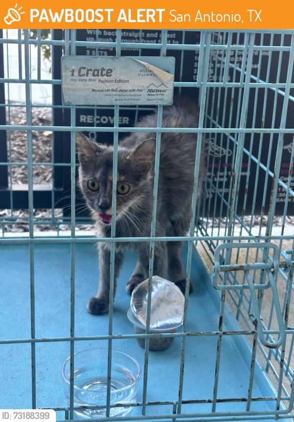 Found/Stray Female Cat last seen Wurzbach, San Antonio, TX 78229