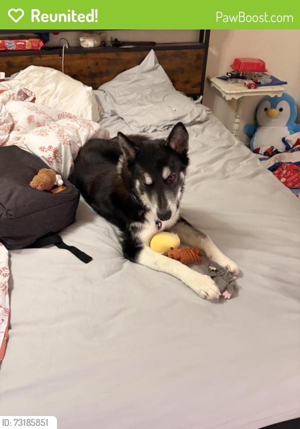 Reunited Male Dog last seen holleman drive, near the encalve apmts, College Station, TX 77840