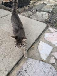 Found/Stray Unknown Cat last seen Serene shore dr, Cypress, TX 77429