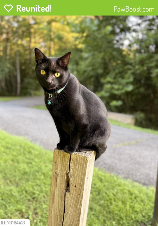Reunited Male Cat last seen Gingerville pool parking lot, Edgewater, MD 21037