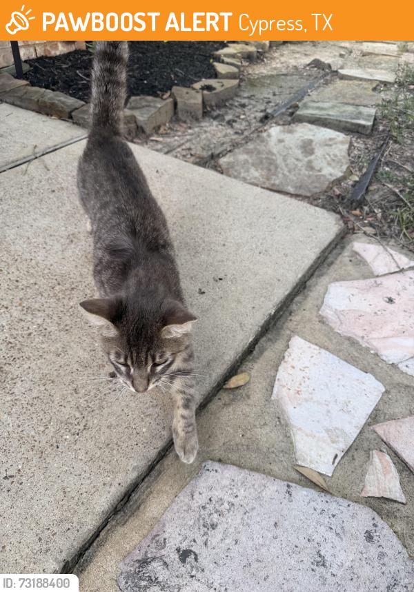 Found/Stray Unknown Cat last seen Serene shore dr, Cypress, TX 77429