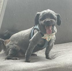 Reunited Male Dog last seen Colima and Hayward, Whittier, CA 90605