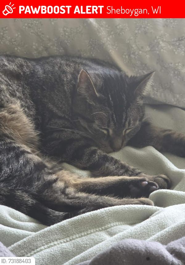 Lost Male Cat last seen Eisner Ave & N. 10th St, Sheboygan, WI 53083