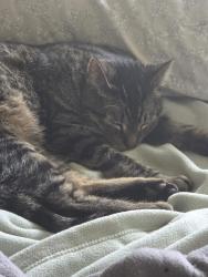 Lost Male Cat last seen Eisner Ave & N. 10th St, Sheboygan, WI 53083