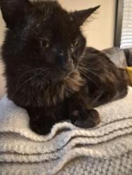Lost Male Cat last seen Near north van brunt blvd kcmo, Kansas City, MO 64123