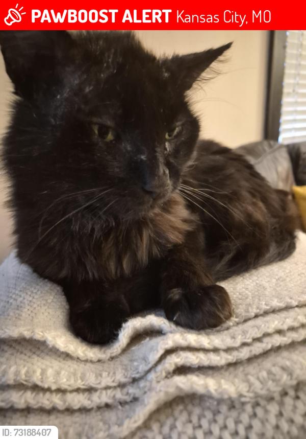 Lost Male Cat last seen Near north van brunt blvd kcmo, Kansas City, MO 64123