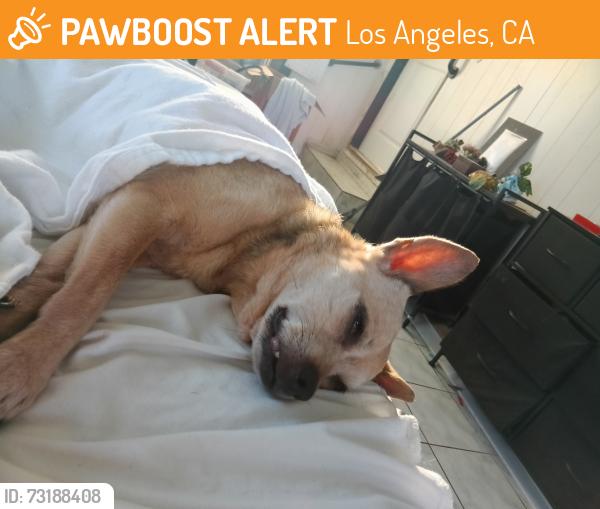 Found/Stray Female Dog last seen Ofarrell and beacon St, Los Angeles, CA 90731