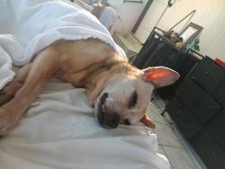 Found/Stray Female Dog last seen Ofarrell and beacon St, Los Angeles, CA 90731