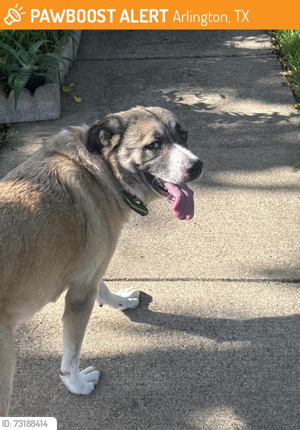 Found/Stray Female Dog last seen Spring Meadows, Arlington, TX 76014
