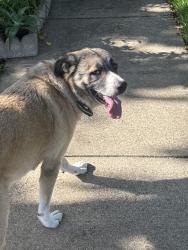 Found/Stray Female Dog last seen Spring Meadows, Arlington, TX 76014