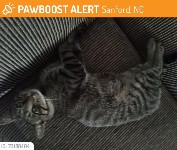 Found/Stray Male Cat last seen Winding ridge, Sanford, NC 27332