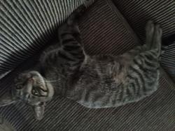 Found/Stray Male Cat last seen Winding ridge, Sanford, NC 27332