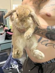 Found/Stray Unknown Rabbit last seen found in the parking lot of the apmt complex beside the gas station/laundrymat area., Gastonia, NC 28052