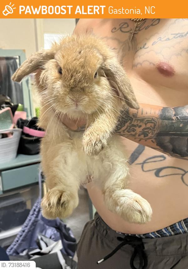 Found/Stray Unknown Rabbit last seen found in the parking lot of the apmt complex beside the gas station/laundrymat area., Gastonia, NC 28052
