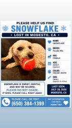 Reunited Female Dog last seen Mchenry Avenue, Modesto, CA 95350