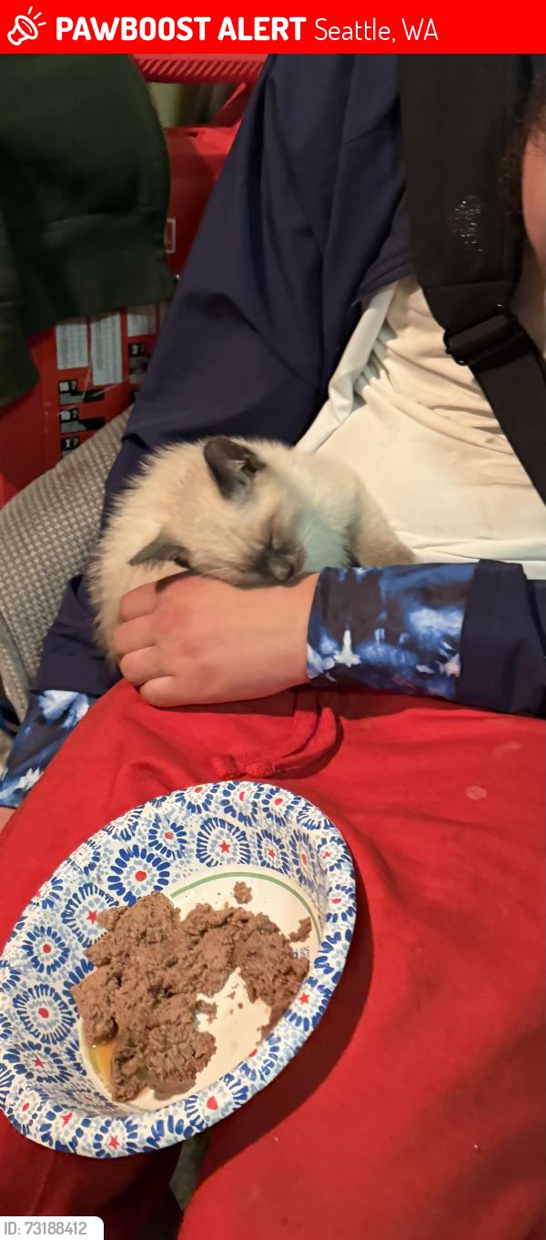 Lost Female Cat last seen Charleston and rainier, Seattle, WA 98118
