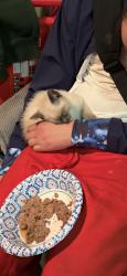 Lost Female Cat last seen Charleston and rainier, Seattle, WA 98118