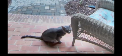 Reunited Unknown Cat last seen Old Creedmoor Rd, Raleigh, NC 27613