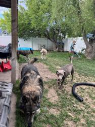 Lost Female Dog last seen Sunset Drive, Layton, UT 84040
