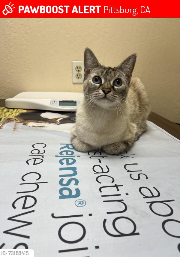 Lost Female Cat last seen Last seen by trail entrance on Ackerman dr, Pittsburg, CA 94565