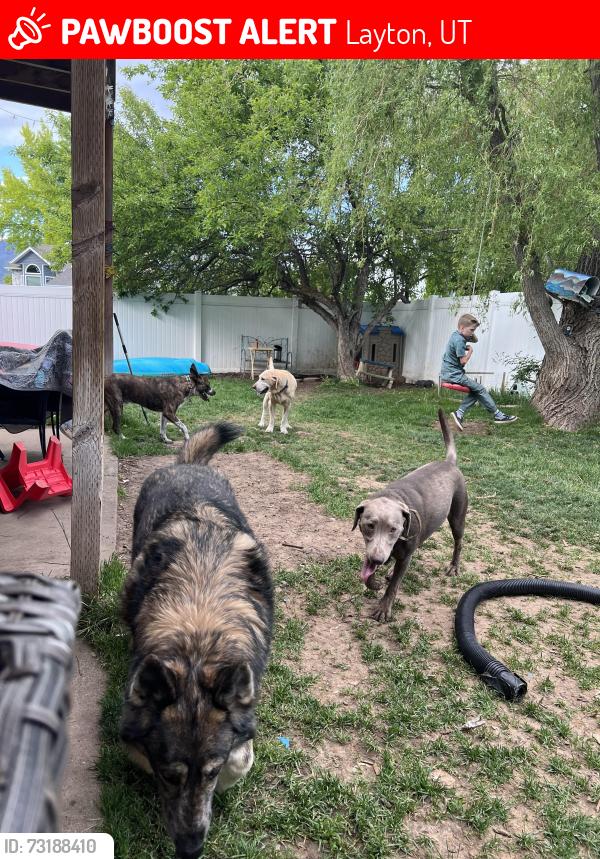 Lost Female Dog last seen Sunset Drive, Layton, UT 84040