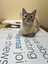 Lost Female Cat last seen Last seen by trail entrance on Ackerman dr, Pittsburg, CA 94565