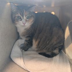 Shelter Stray Female Cat last seen , 361 S Raymond Ave, Pasadena, CA 91105, USA