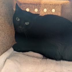 Shelter Stray Female Cat last seen , 361 S Raymond Ave, Pasadena, CA 91105, USA
