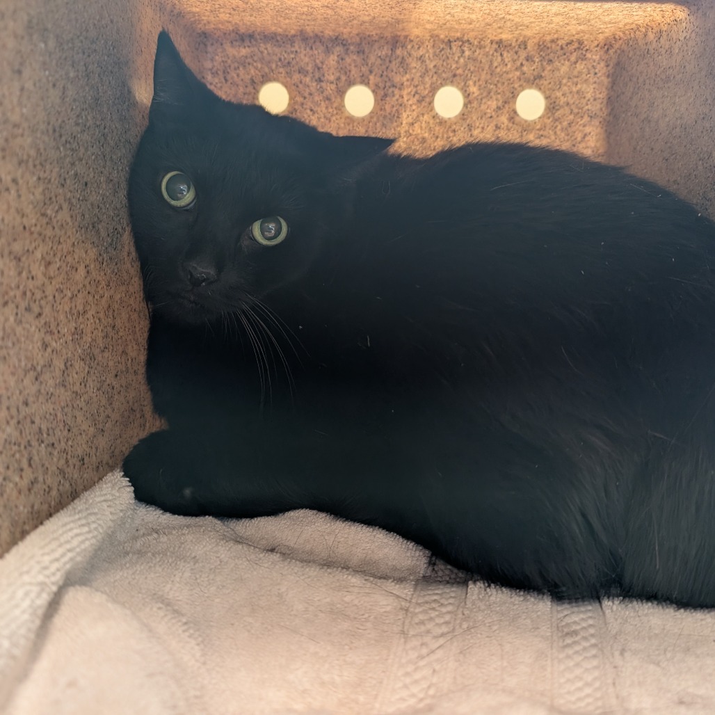 Shelter Stray Female Cat last seen , 361 S Raymond Ave, Pasadena, CA 91105, USA