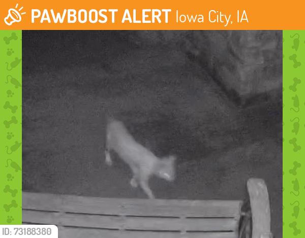 Found/Stray Unknown Cat last seen Kennedy Pkwy and Meadowlark Dr, Iowa City, IA 52246