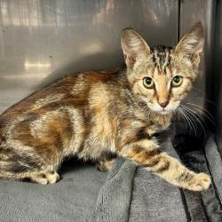 Shelter Stray Female Cat last seen , 12910 Yukon Ave, Hawthorne, CA 90250, USA
