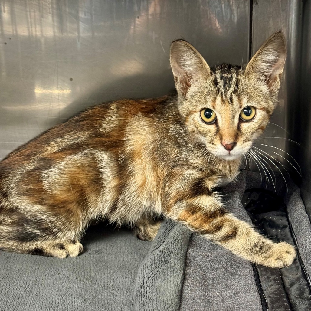 Shelter Stray Female Cat last seen , 12910 Yukon Ave, Hawthorne, CA 90250, USA