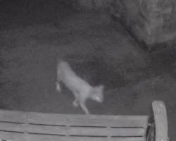 Found/Stray Unknown Cat last seen Kennedy Pkwy and Meadowlark Dr, Iowa City, IA 52246