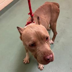 Shelter Stray Male Dog last seen , 2350 Appling City Cove, Memphis, TN 38133, USA