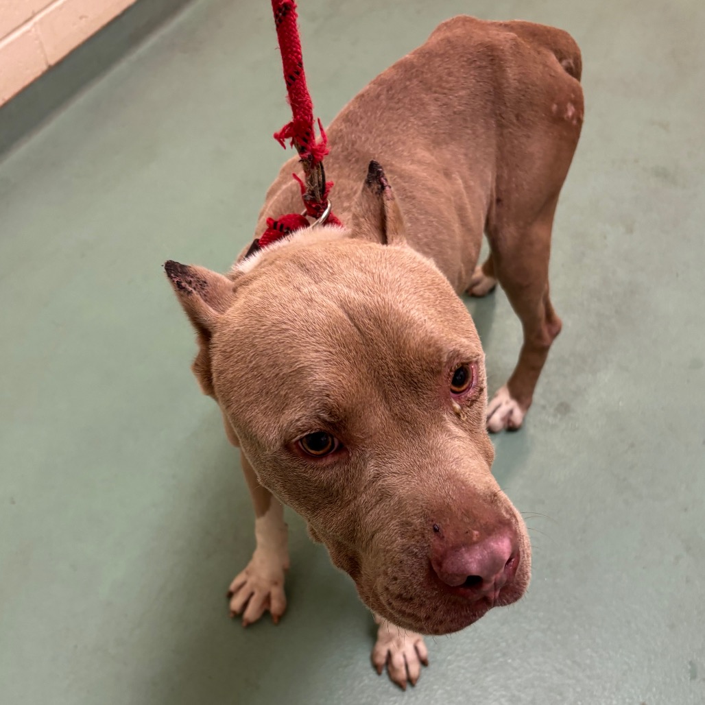 Shelter Stray Male Dog last seen , 2350 Appling City Cove, Memphis, TN 38133, USA