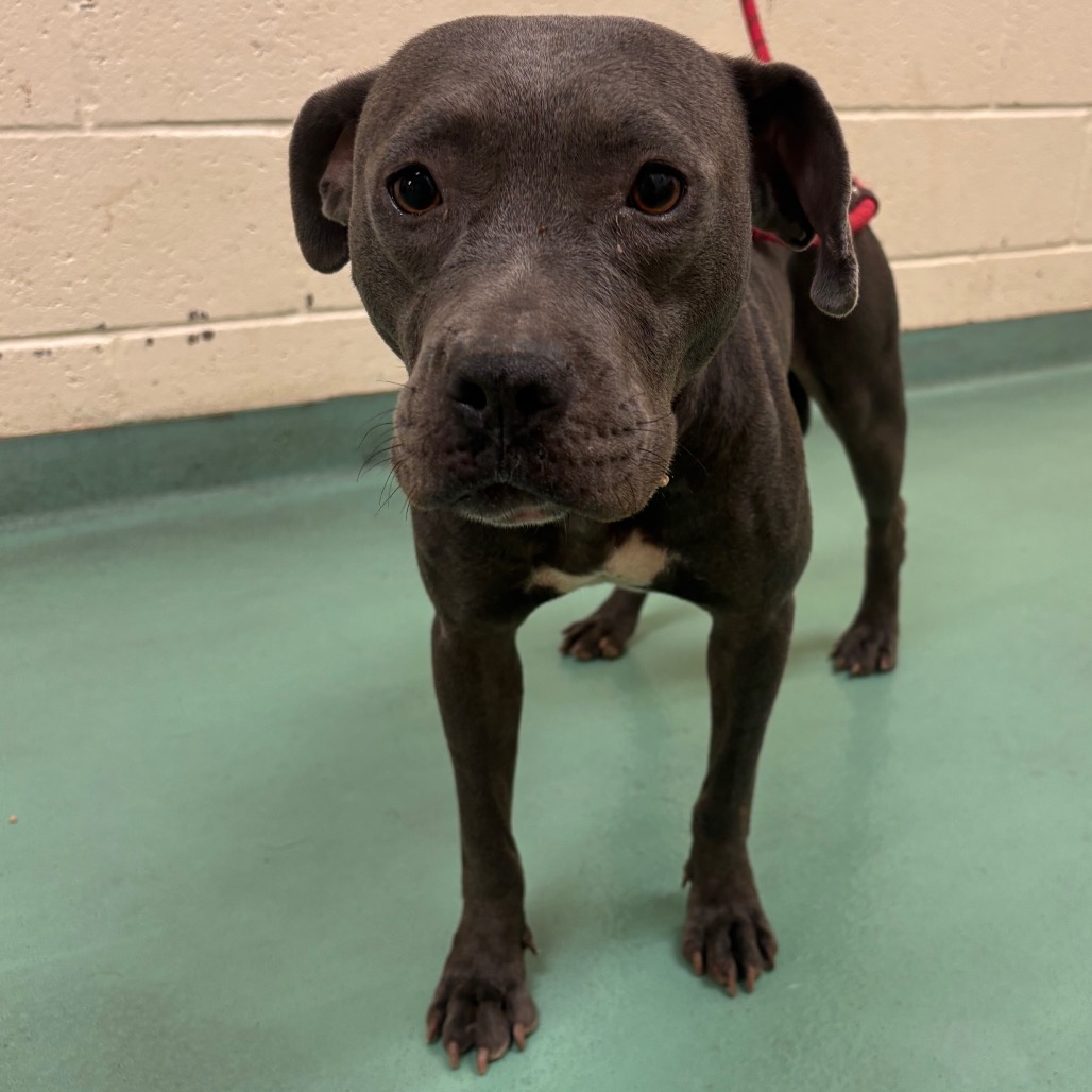 Shelter Stray Female Dog last seen , 2350 Appling City Cove, Memphis, TN 38133, USA