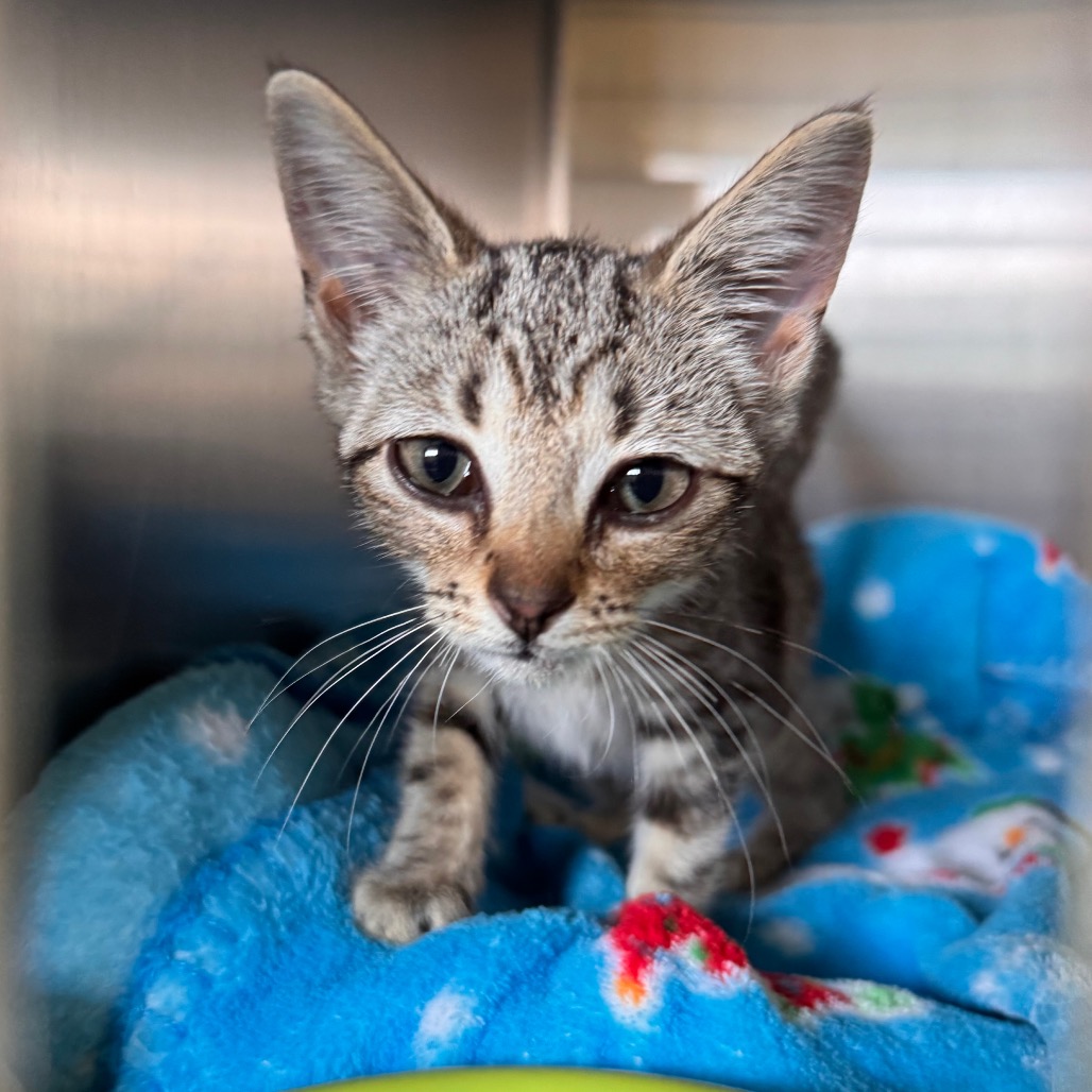 Shelter Stray Female Cat last seen , 1211 Old Graves Mill Rd, Lynchburg, VA 24502, USA