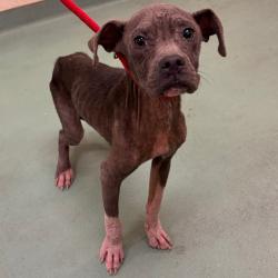 Shelter Stray Male Dog last seen , 2350 Appling City Cove, Memphis, TN 38133, USA