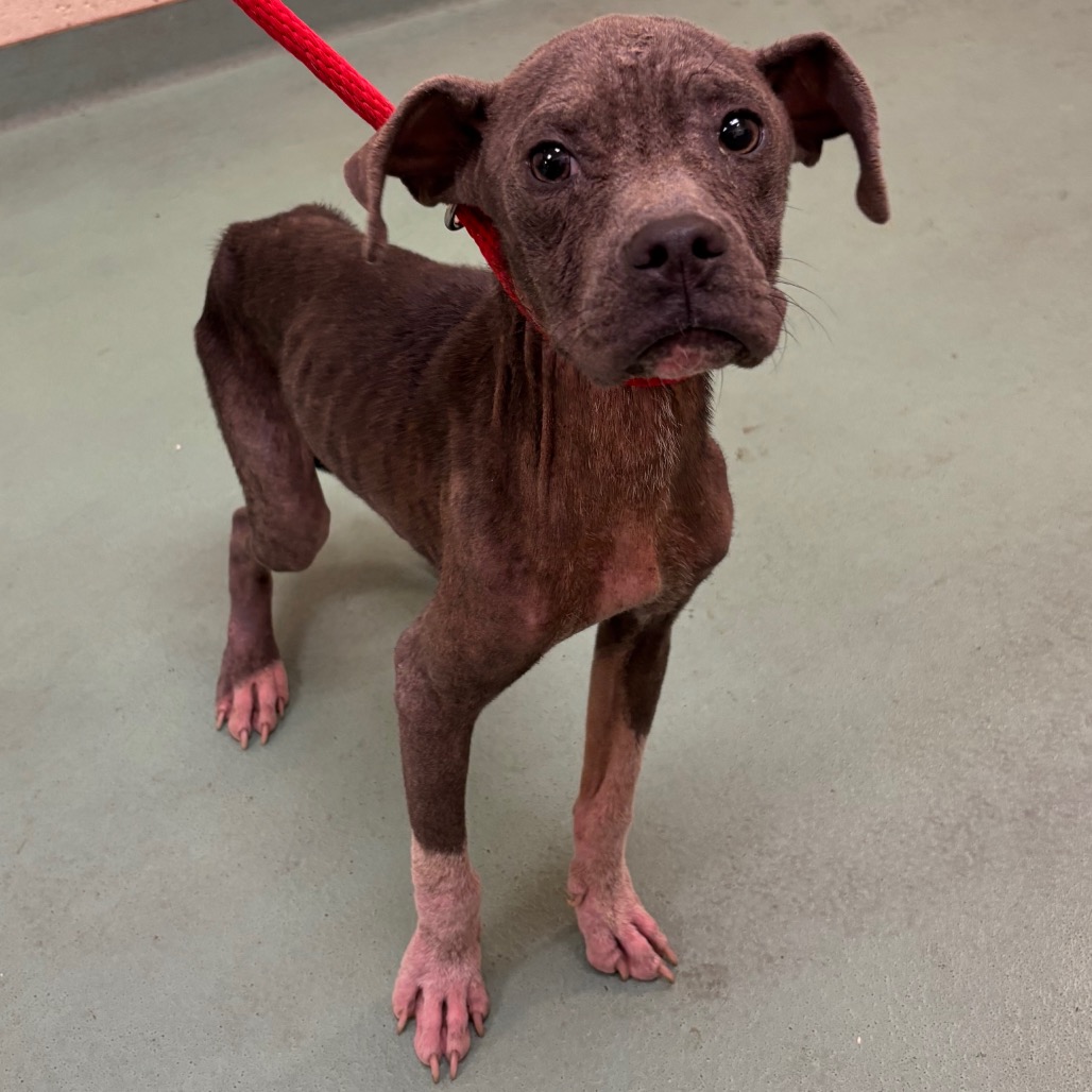 Shelter Stray Male Dog last seen , 2350 Appling City Cove, Memphis, TN 38133, USA