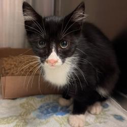 Shelter Stray Male Cat last seen , 1211 Old Graves Mill Rd, Lynchburg, VA 24502, USA