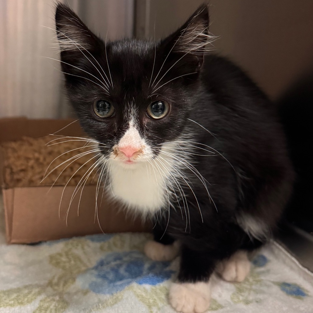 Shelter Stray Male Cat last seen , 1211 Old Graves Mill Rd, Lynchburg, VA 24502, USA
