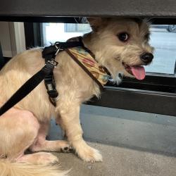 Shelter Stray Female Dog last seen , 3607 N Armenia Ave, Tampa, FL 33607, USA