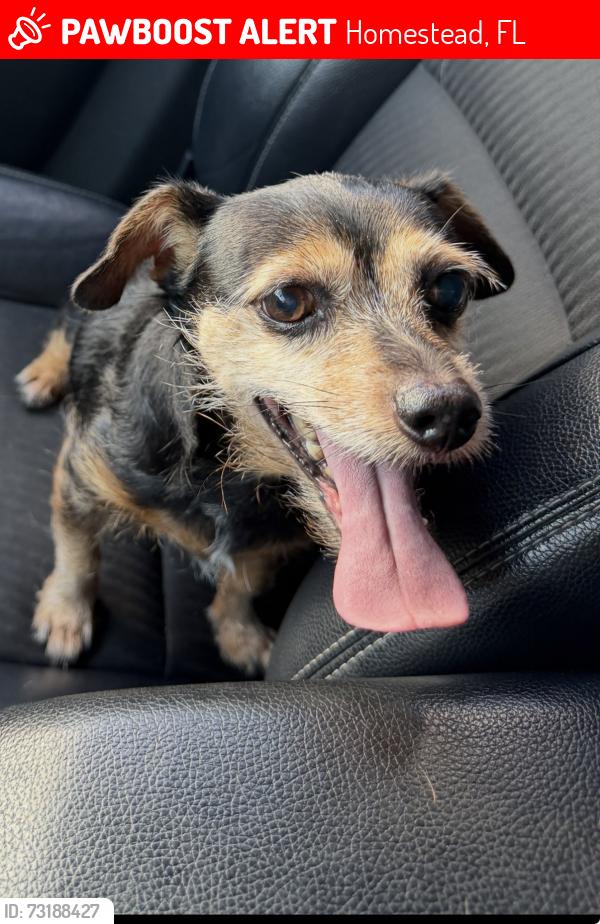 Lost Male Dog last seen Near ne, Homestead, FL 33030