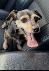 Lost Male Dog last seen Near ne, Homestead, FL 33030