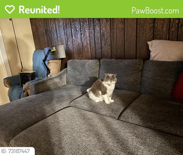 Reunited Female Cat last seen 182nd NE, Woodinville, WA 98072