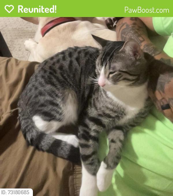 Reunited Male Cat last seen Near Marvin avenue, St. Louis, MO 63114